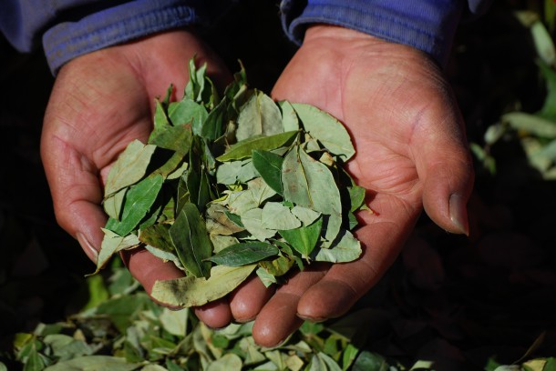 Colombia coca cultivation, Colombia cocaine production