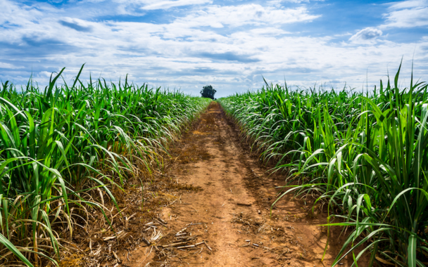 Colombian sugar producers