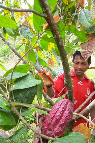 cacao Colombia, cocoa Colombia