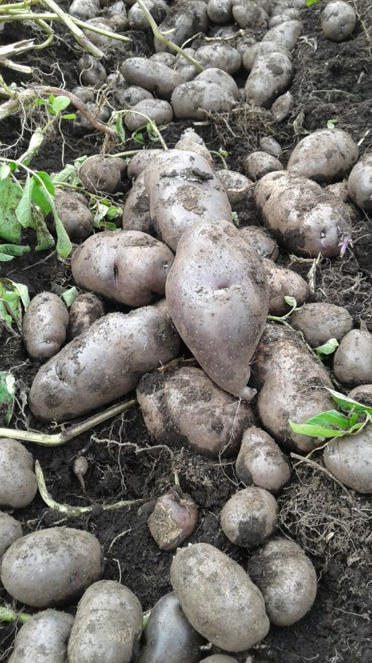 60 Nativas Bogotá, native potato Colombia