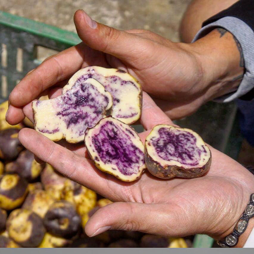 60 Nativas Bogotá, native potato Colombia