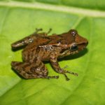 Pristimantis carranguerorum. Photo: Radamarco/Naturalista