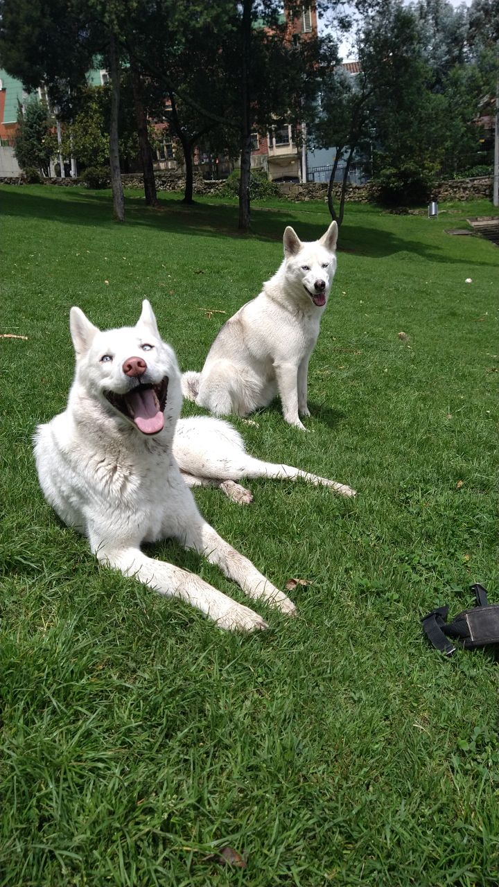 Happy huskies in Park for article on Expopet 2023